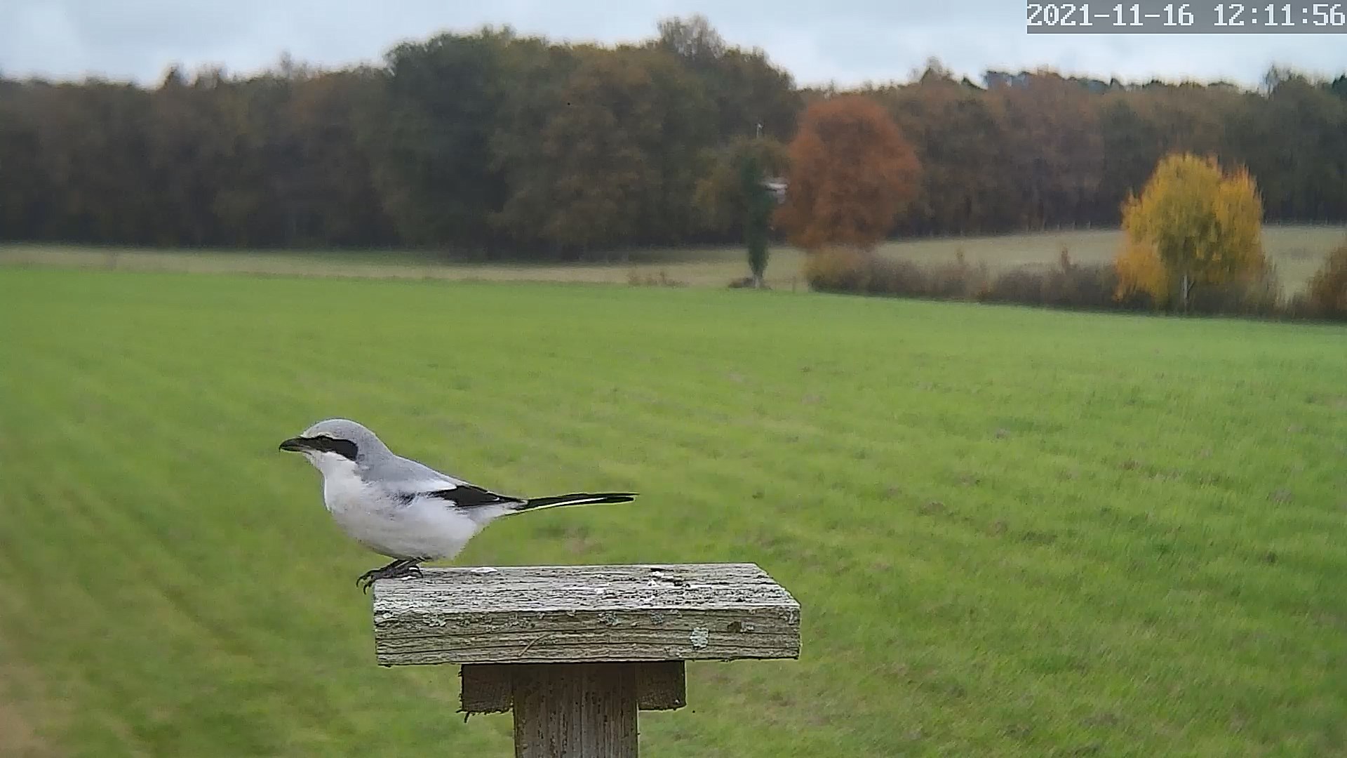 pie grieche grise 16 11 2021.jpg