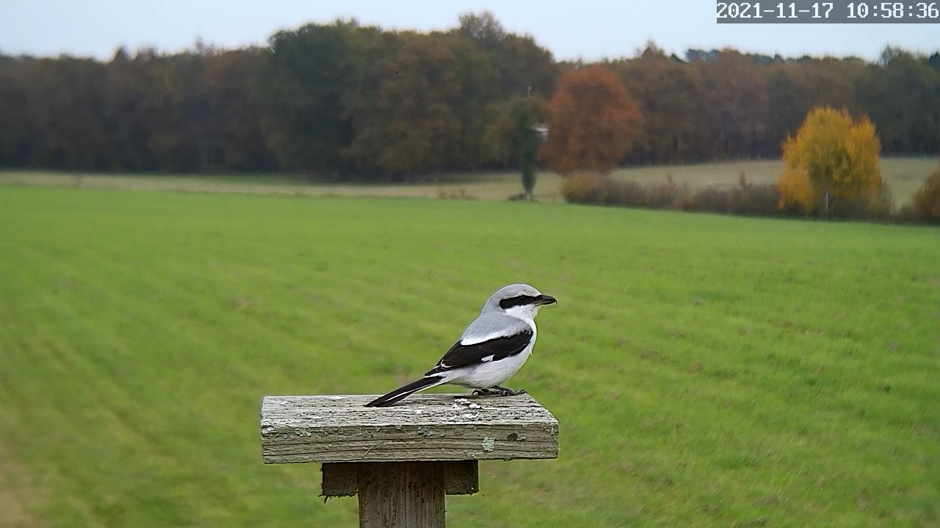 pie grieche grise 17 11 2021.jpg