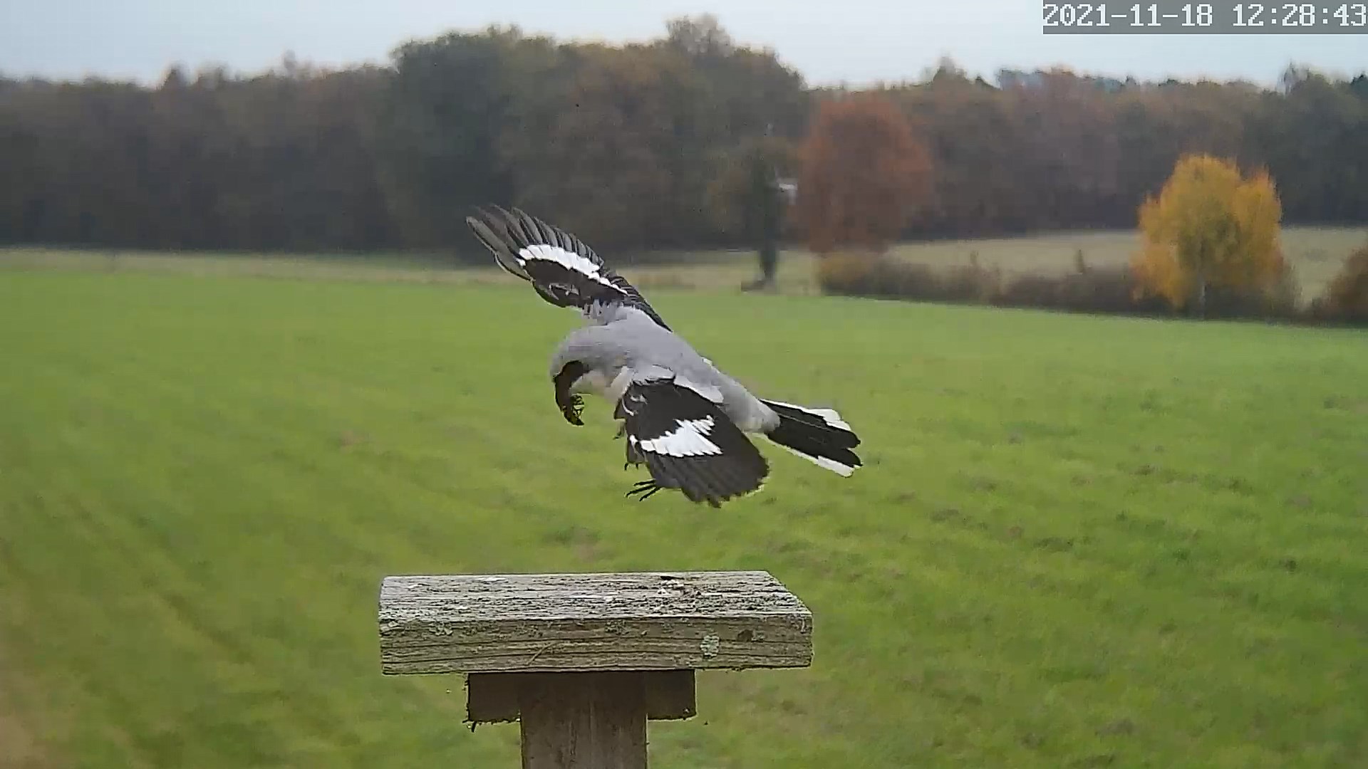 pie grieche grise 18 11 2021.jpg