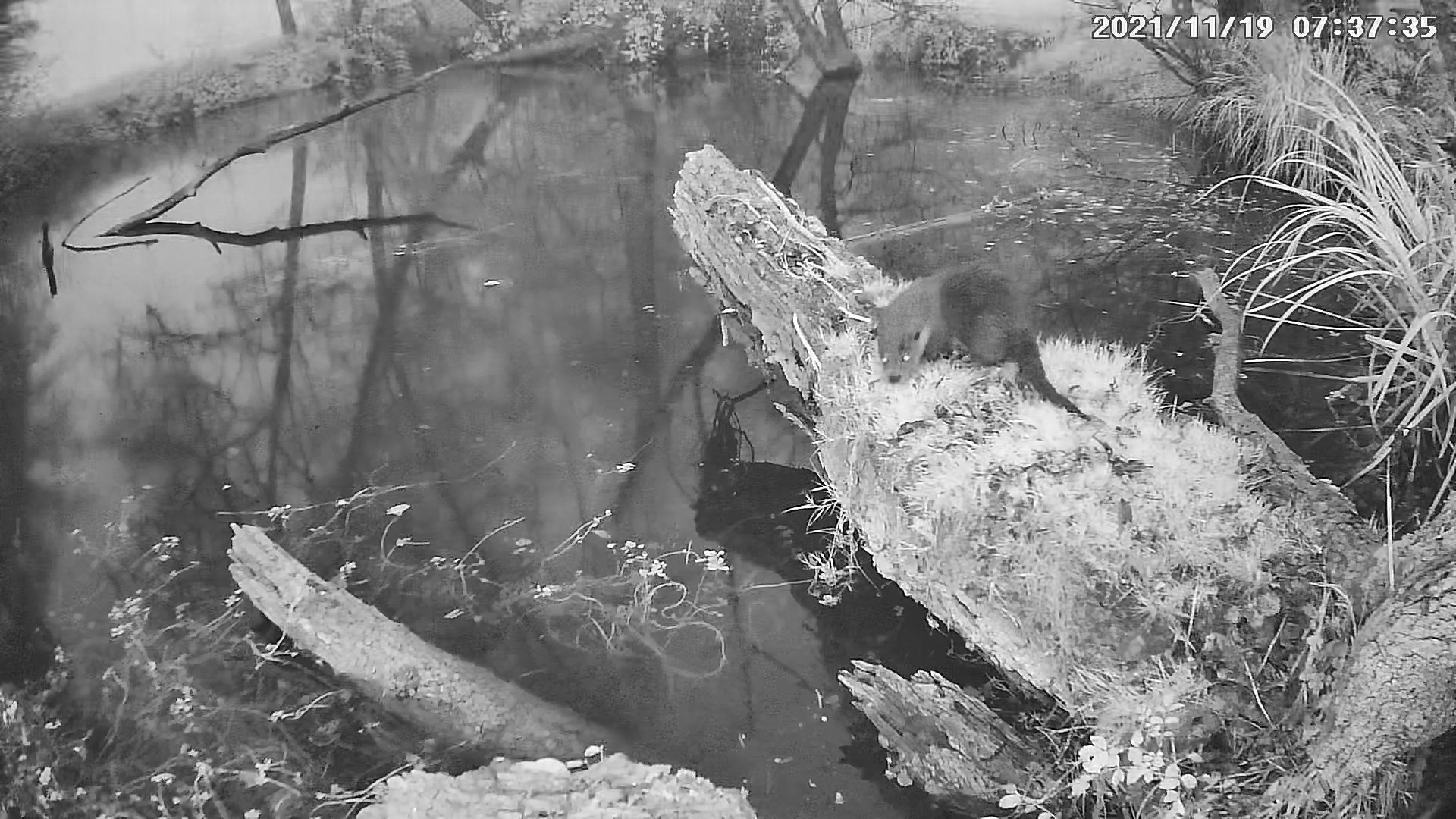 loutre 19 11 2021.jpg