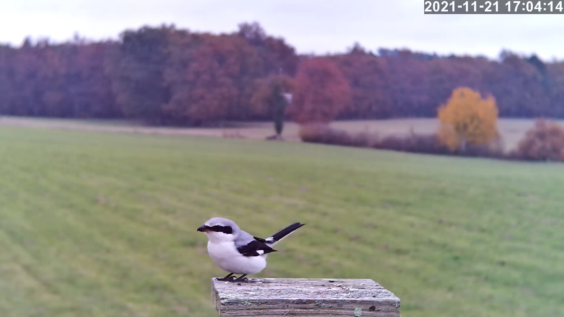 pie grieche grise 21 11 2021.jpg