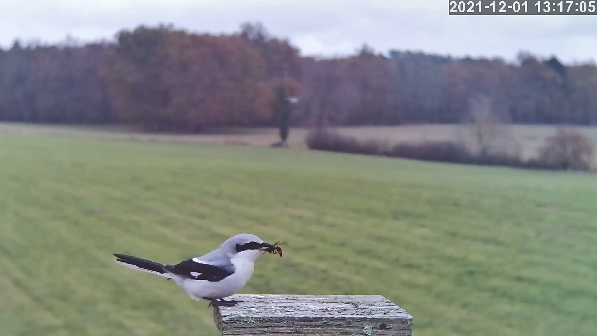 pie grieche grise 01 12 2021.jpg