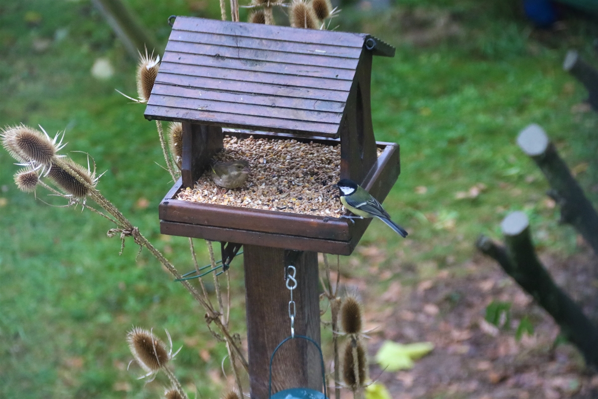 Verdier et Charbonnière 6 Décembre 2021.JPG