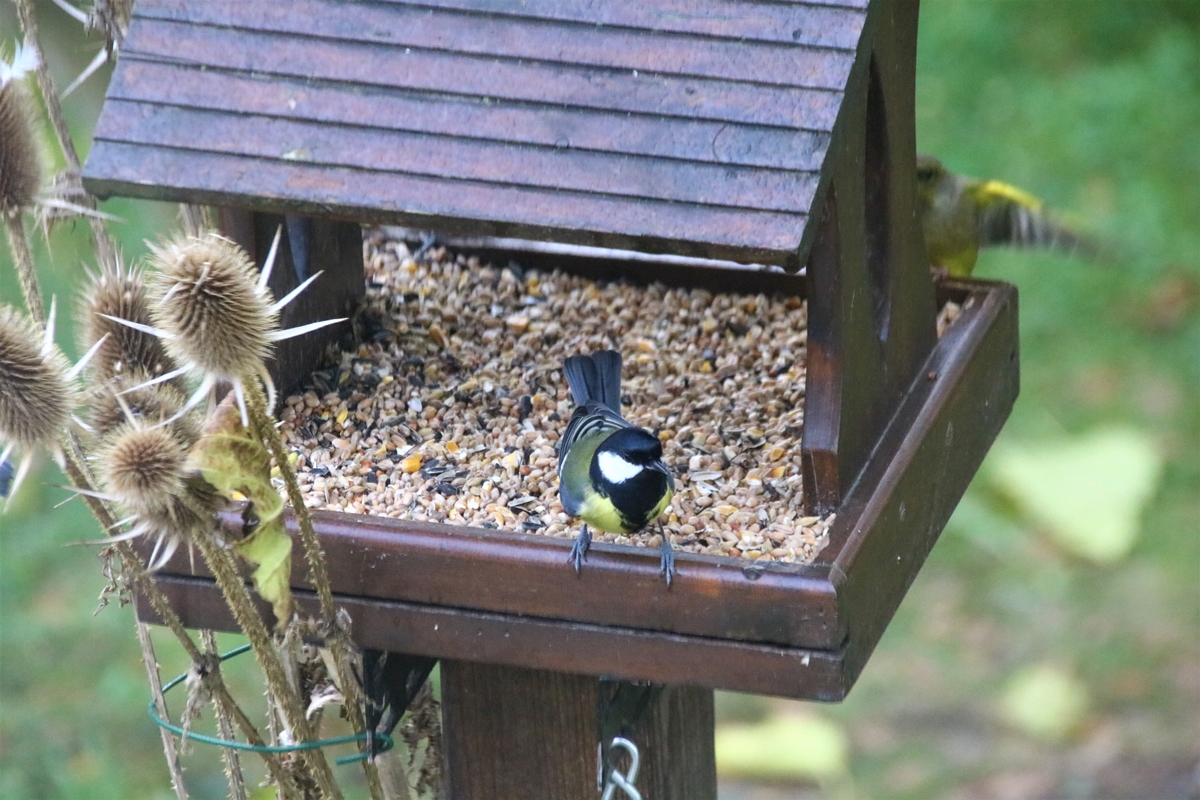 Charbonnière et Verdier 6 Décembre 2021.JPG