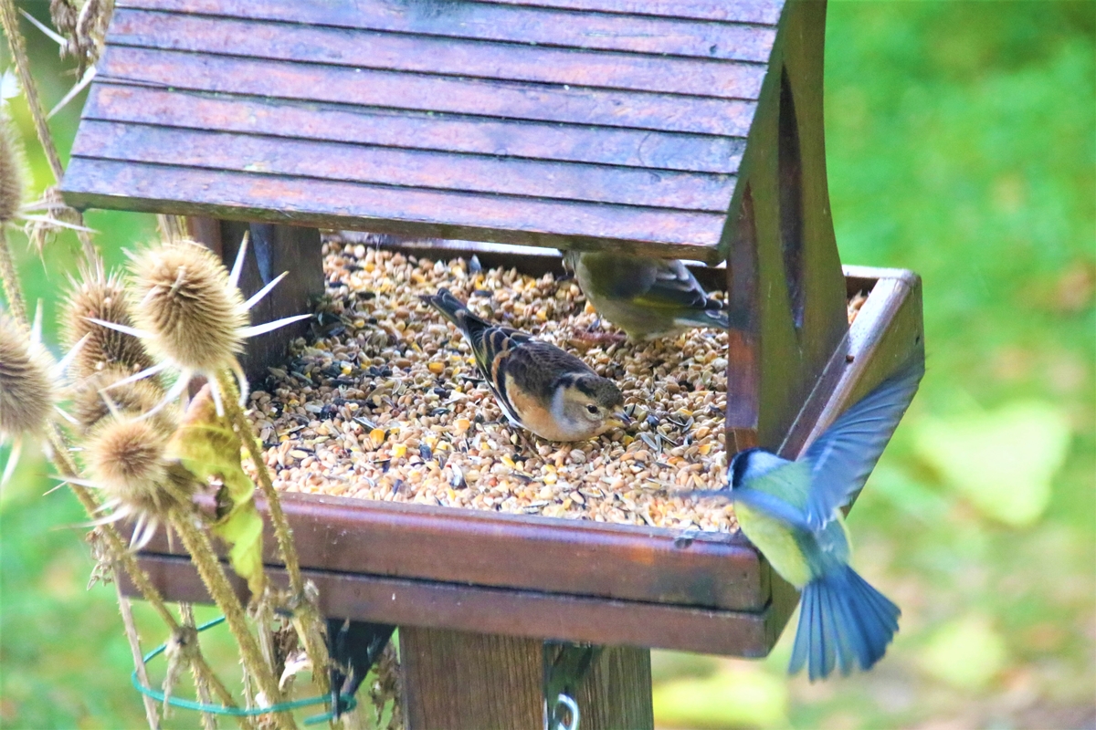 Femelle Pinson du nord 6 Décembre 2021 (1).JPG