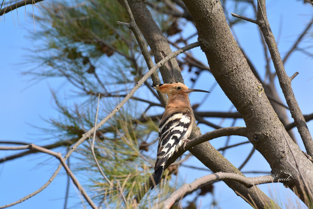 DSC_0110 (Copier).jpg