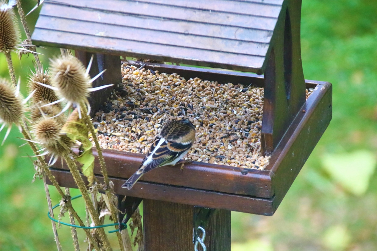 Femelle Pinson du nord 6 Décembre 2021 (2).JPG