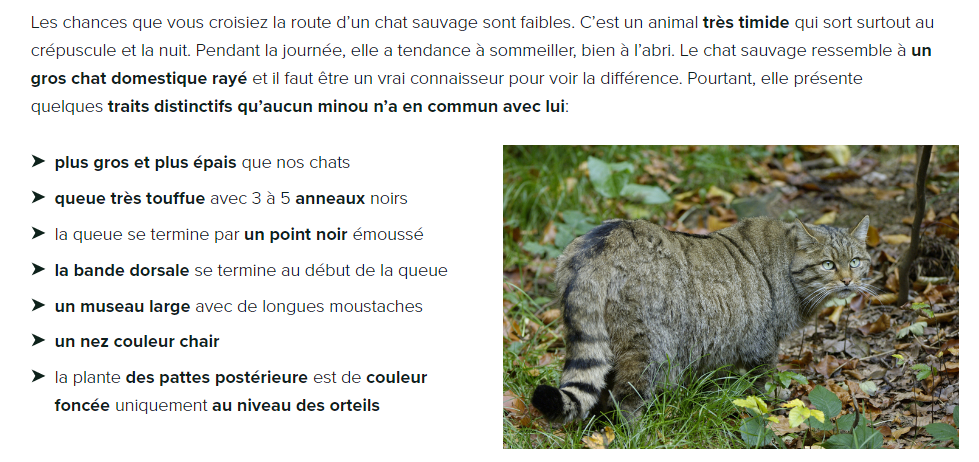 Biologie chat sauvage-crop.png