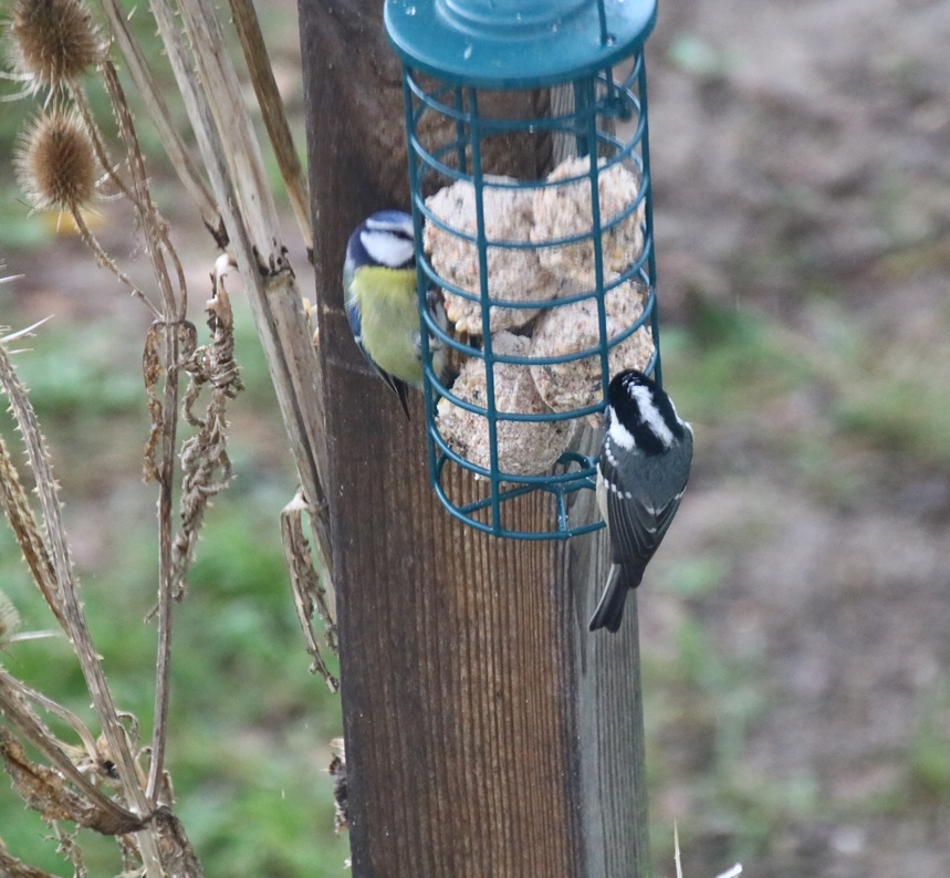 Mésange noire  Jardin Dimanche 9 Janvier 2022.JPG