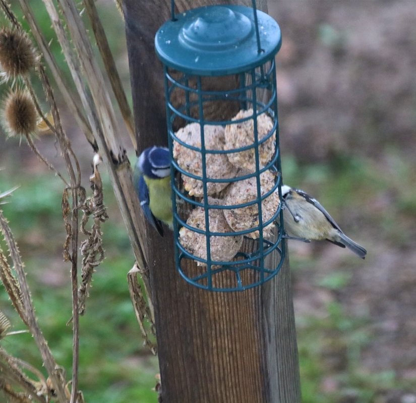 Mésange noire  Jardin Dimanche 9 Janvier 2022 (6).JPG