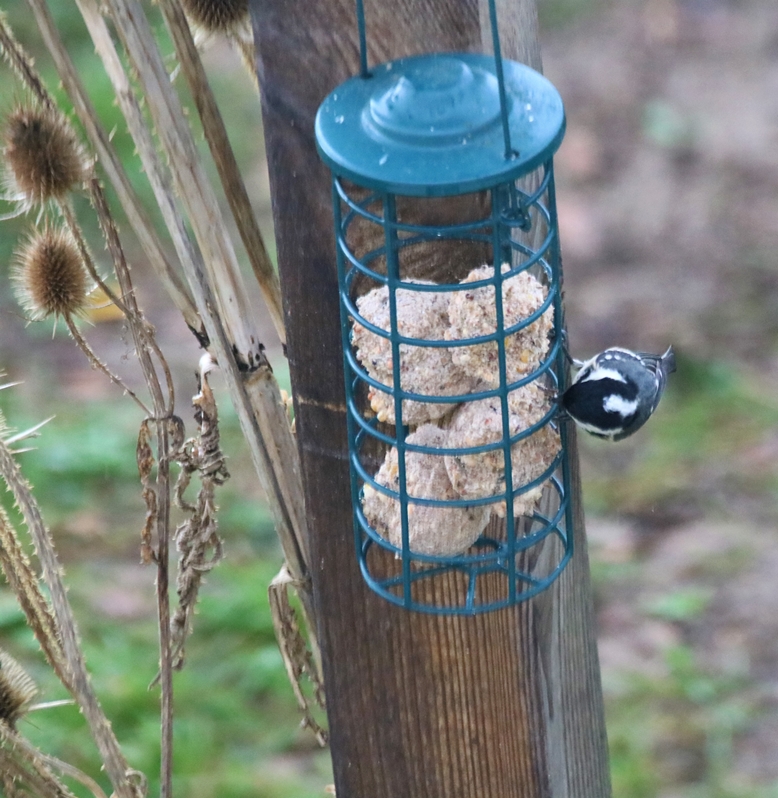 Mésange noire  Jardin Dimanche 9 Janvier 2022 (7).JPG