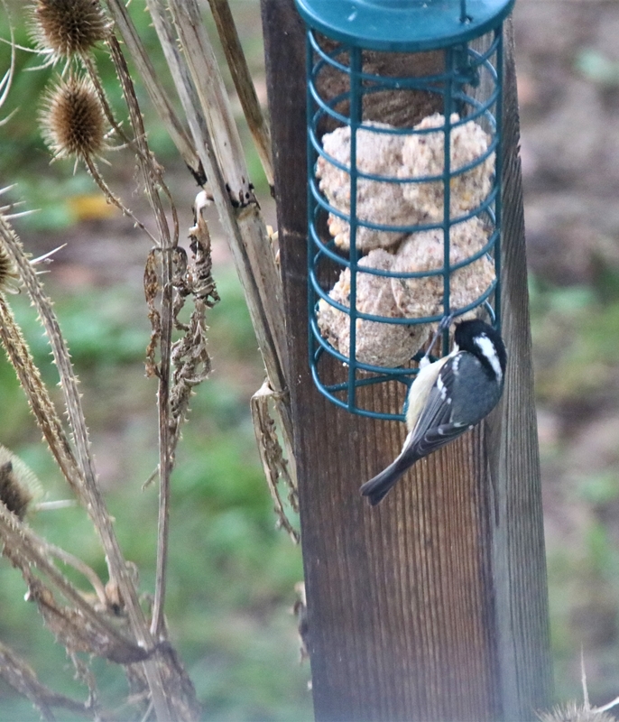 Mésange noire  Jardin Dimanche 9 Janvier 2022 (8).JPG