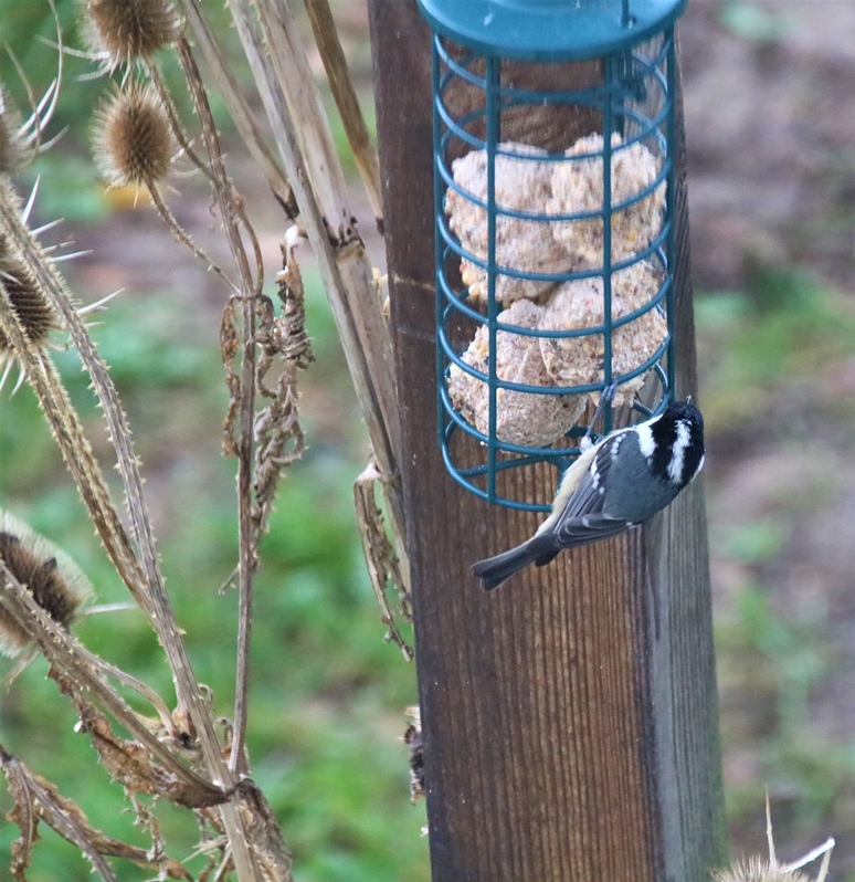 Mésange noire  Jardin Dimanche 9 Janvier 2022 (9).JPG
