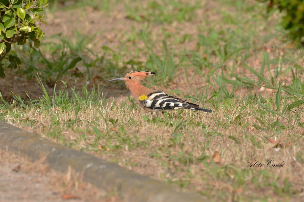 DSC_0129 (Copier).jpg