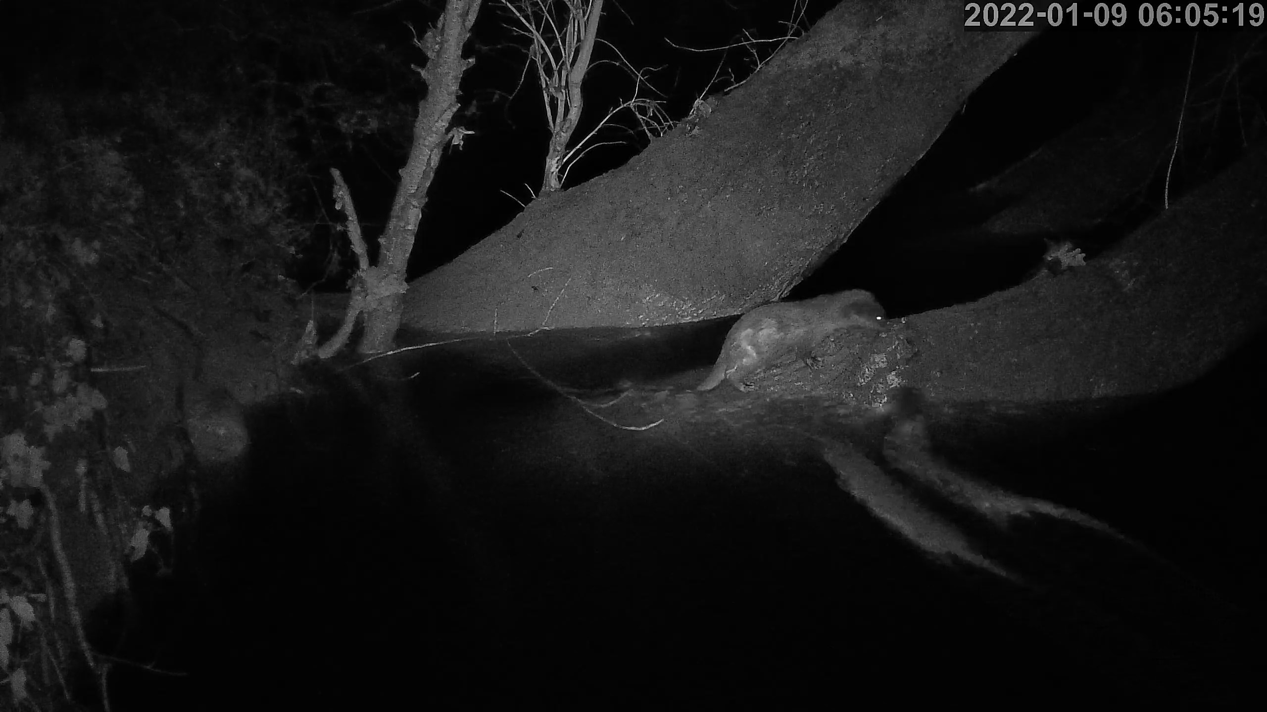 loutres 09 01 2022.jpg