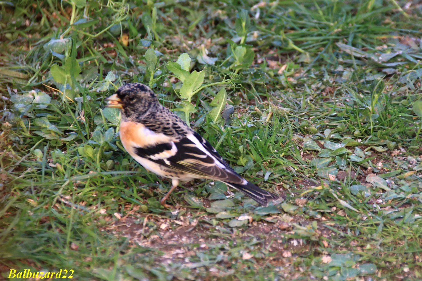 IMG_3384.jpg