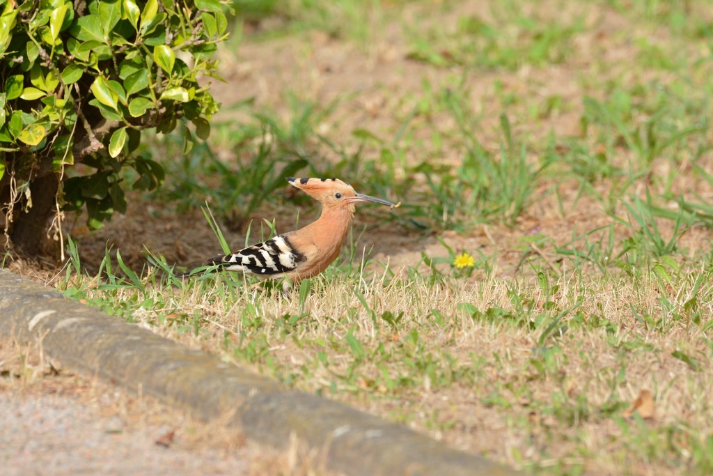 DSC_0140 (Copier).jpg