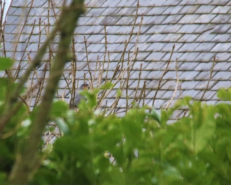 Epervier mâle tiercelet  29 Janvier 2022 jardin.JPG