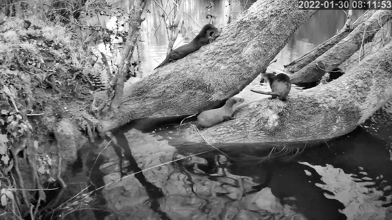 loutres 30 01 2022r.jpg