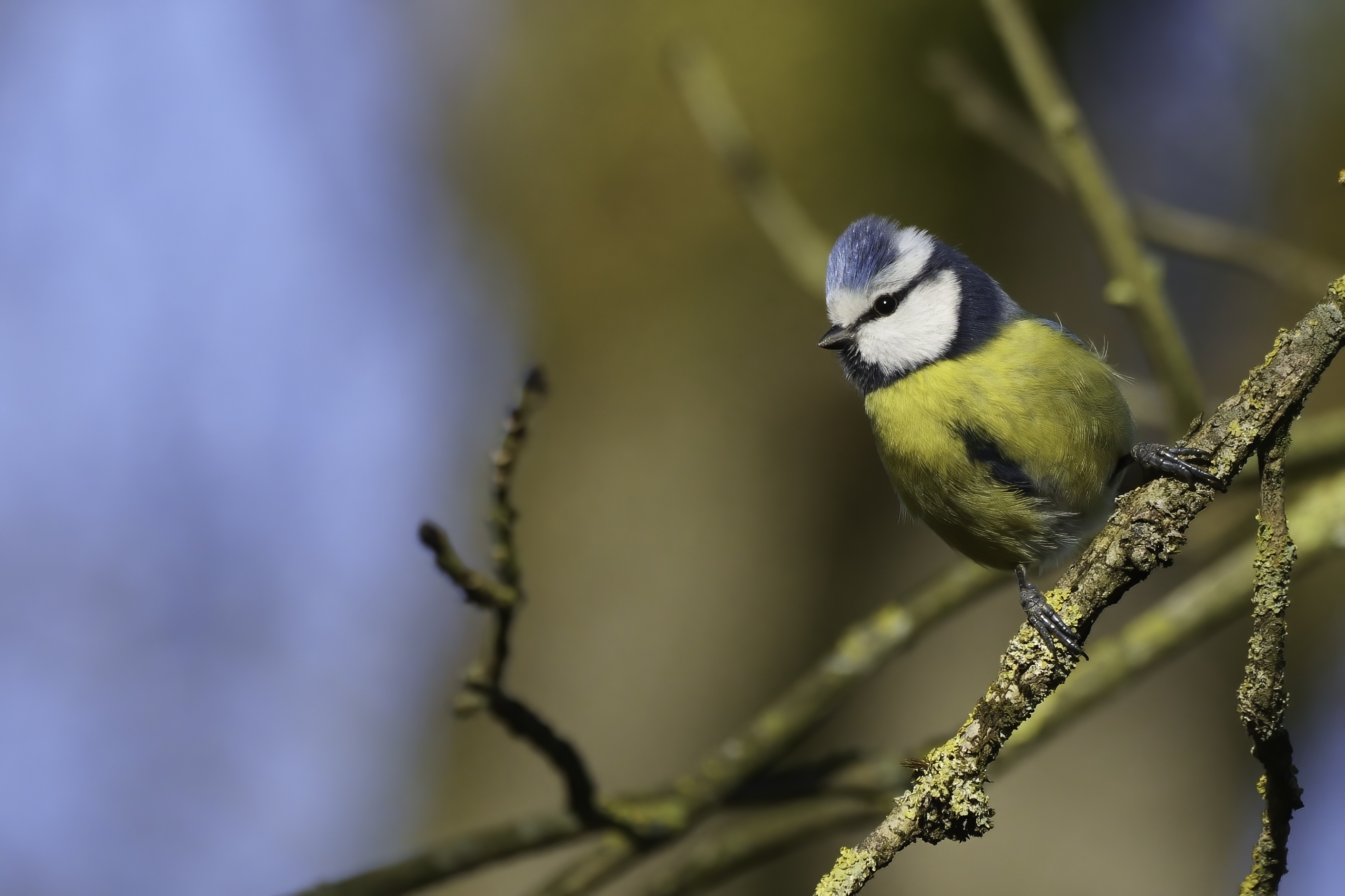_A1N5946_mésange_bleue_sptm_Pally_11Fev2022-denoise-standard.jpg