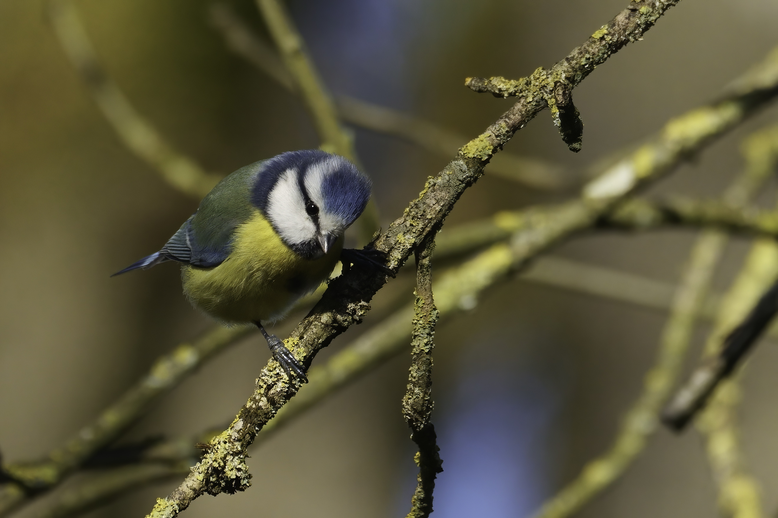 _A1N5959_mésange_bleue_sptm_Pally_11Fev2022-denoise-standard.jpg