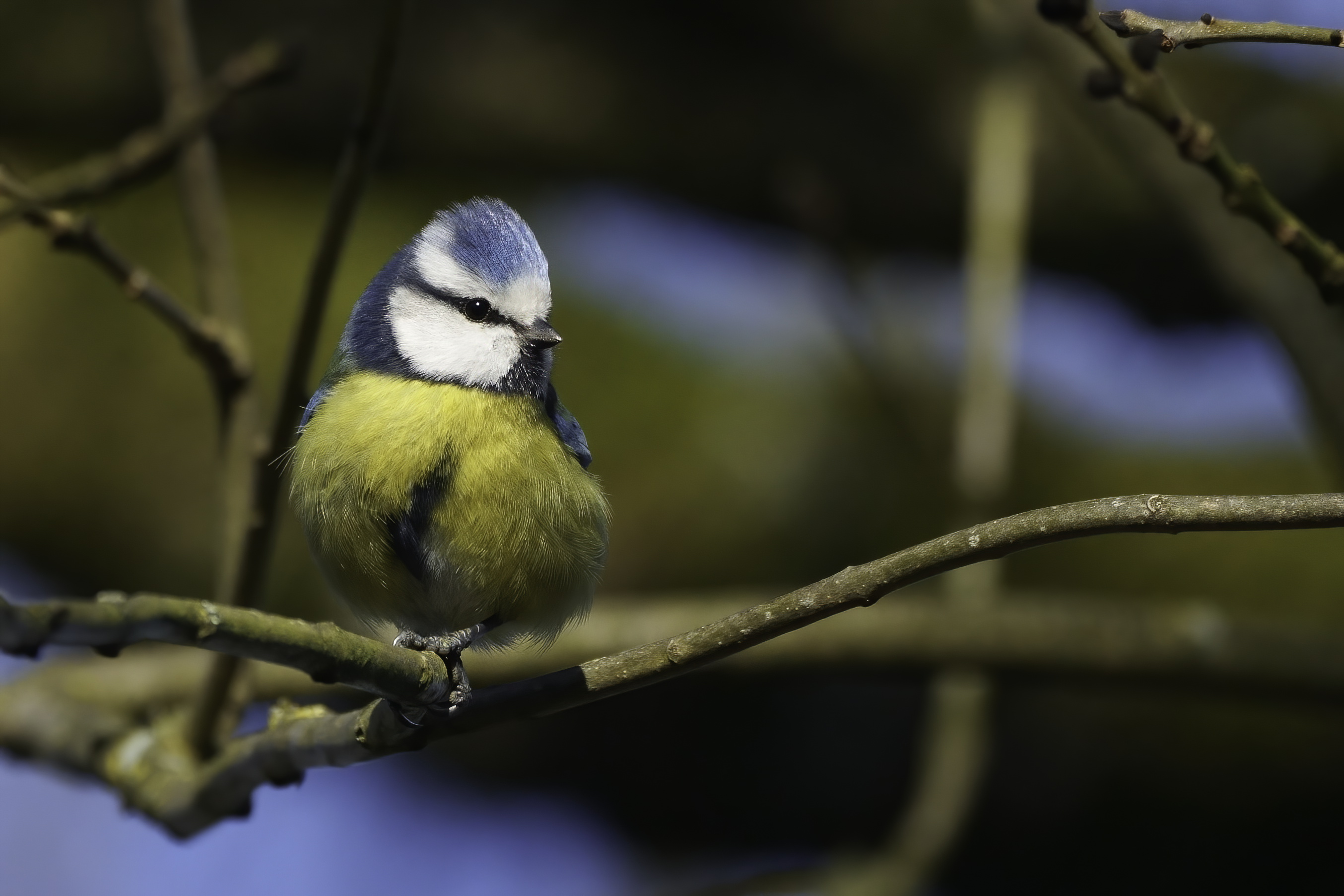 _A1N6108_mésange_bleue_Pally_11Fev2022-denoise-standard.jpg