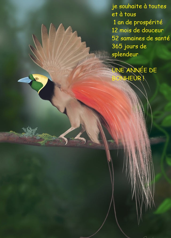 oiseaux_de_madagascar.jpg