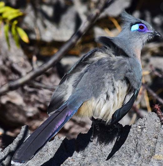 Le Coua.JPG