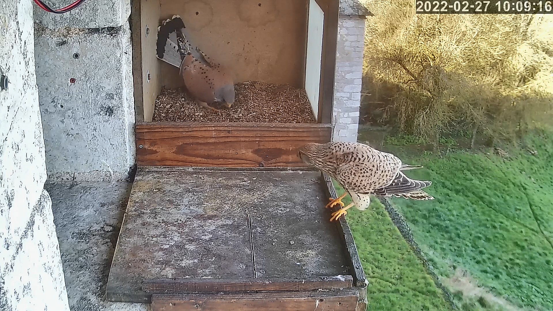 crecerelles 27 02 2022.jpg