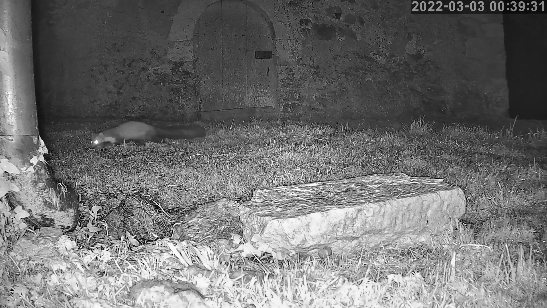 fouine 03 03 2022.jpg