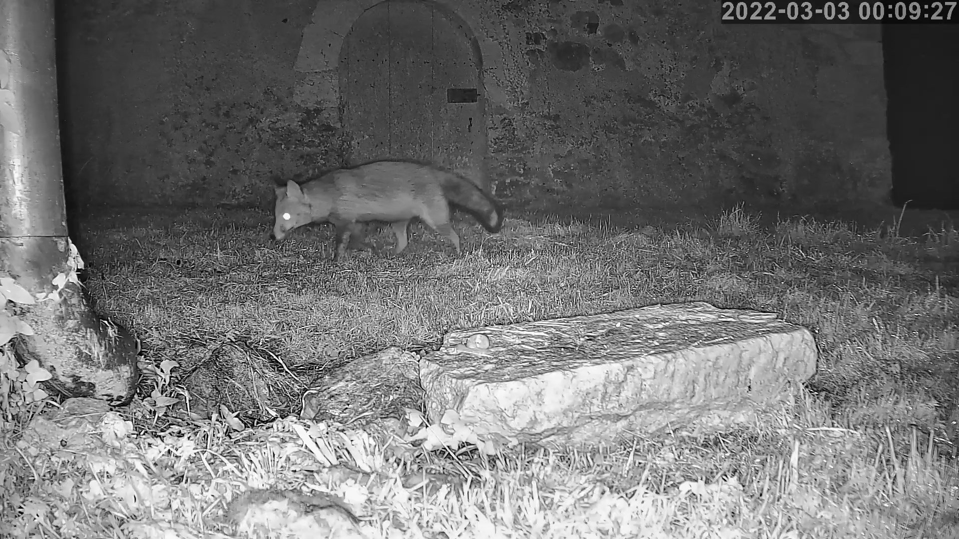 renard 03 03 2022.jpg