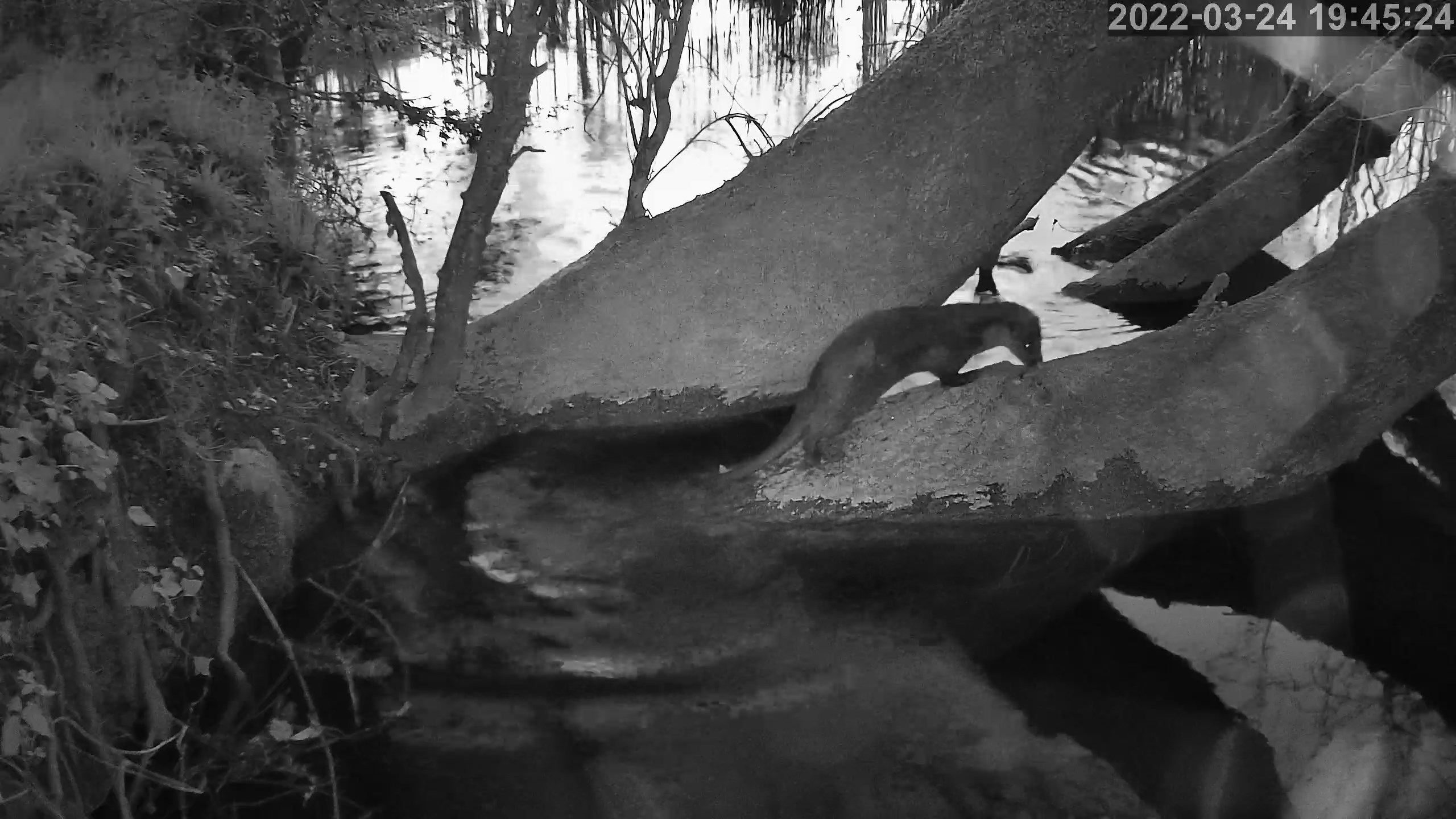 loutre 24 03 2022.jpg