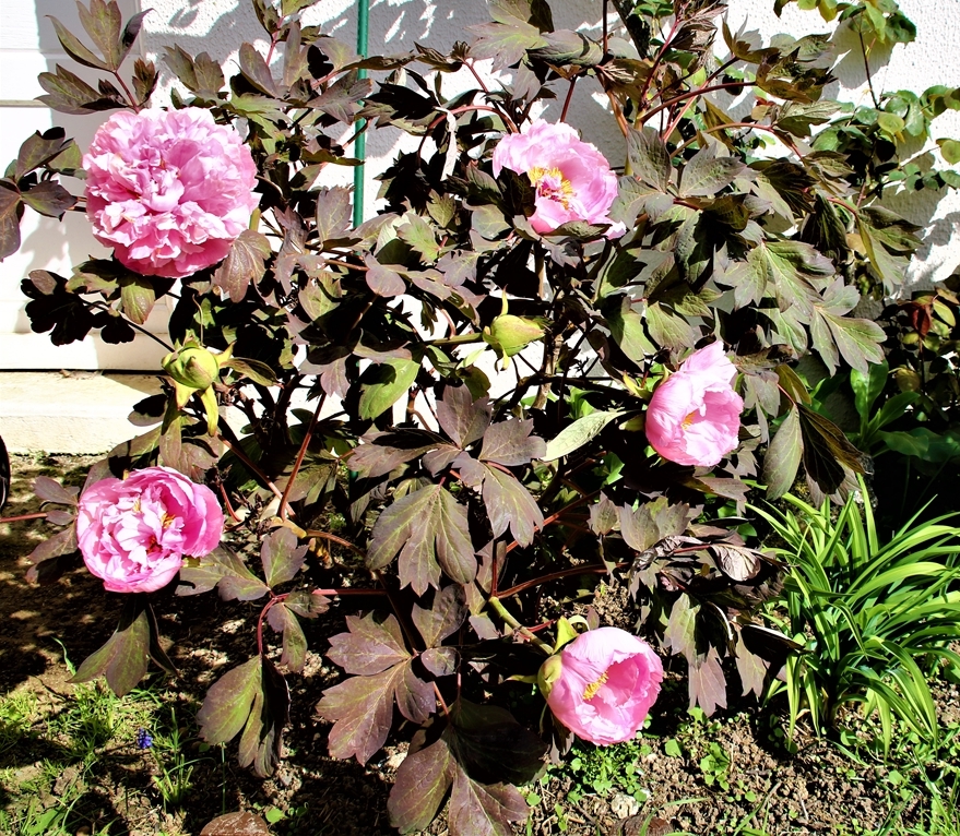 Pivoine arbustive 22 Mars 2022 (2).JPG