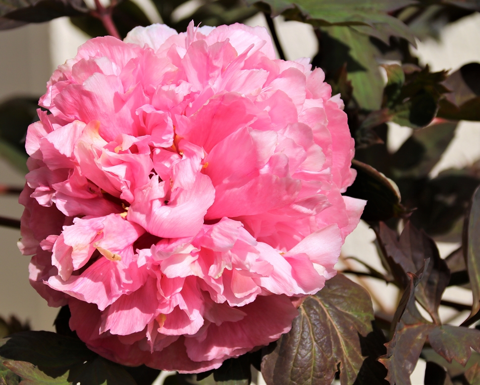 Pivoine arbustive 22 Mars 2022 fin Mars 2022 (1).JPG