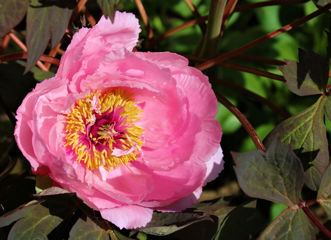 Pivoine arbustive 22 Mars 2022 fin Mars 2022 (2).JPG