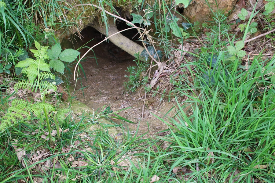 Complexe de terriers de Blaireaux Quintenic 28 Avril 2022 (5) gueule.JPG