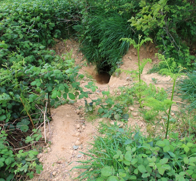 Complexe de terriers de Blaireaux Quintenic 28 Avril 2022 (4) gueule.JPG