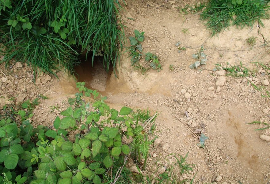 Complexe de terriers de Blaireaux Quintenic 28 Avril 2022 (3) gueule.JPG