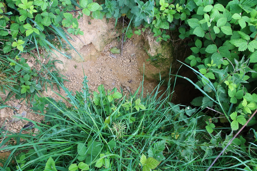 Complexe de terriers de Blaireaux Quintenic 28 Avril 2022 gueule active 3.JPG