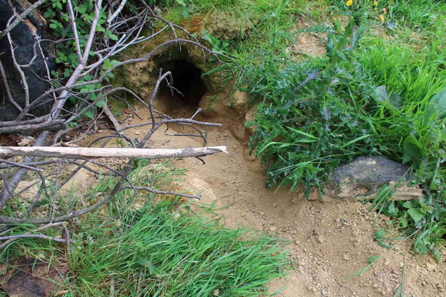 Complexe de terriers de Blaireaux Quintenic 28 Avril 2022 (1) gueule active 2.JPG