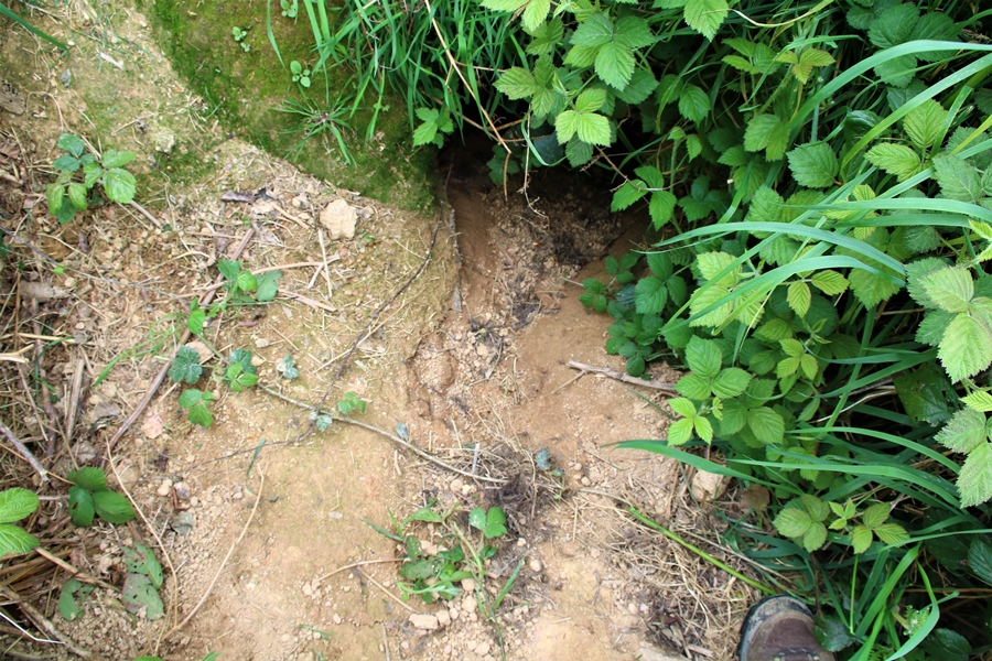 Complexe de terriers de Blaireaux Quintenic 28 Avril 2022 gueule active 1.JPG