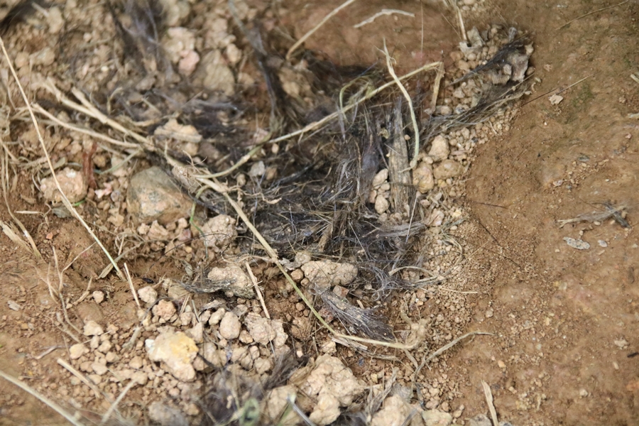 Complexe de terriers de Blaireaux Quintenic 28 Avril 2022 (9) poils gueule active 1.JPG