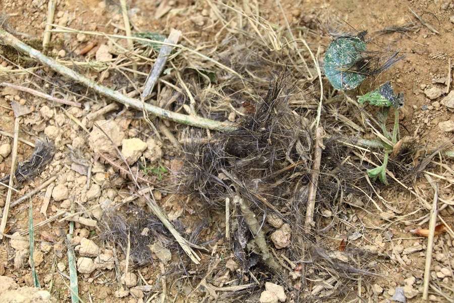 Complexe de terriers de Blaireaux Quintenic 28 Avril 2022 (10) poils gueule active 1.JPG