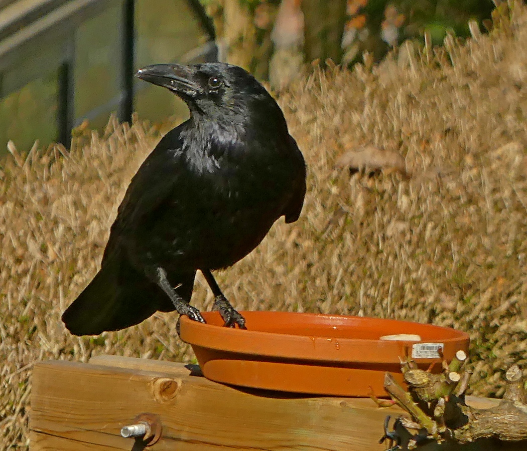 20.03.2021Lumix FZ300.jpg.jpg