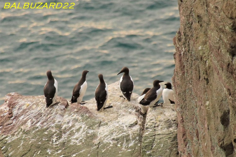 Guillemots de troïl (3).jpg