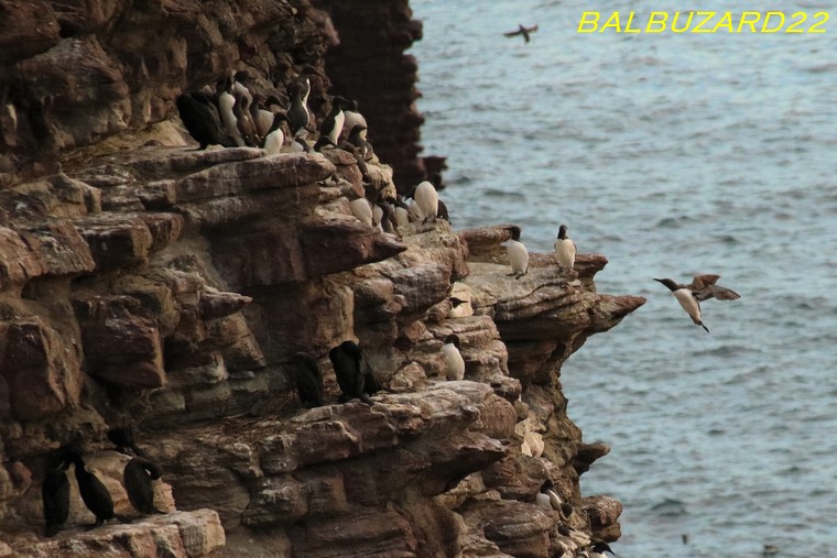 Guillemots de troïl.jpg