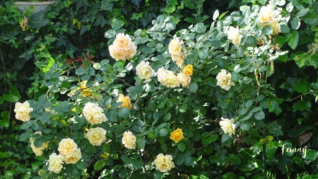 DSC07671 Rosier Fanny Signé.jpg