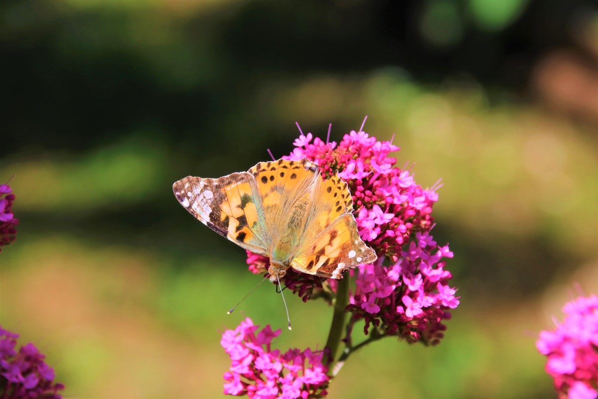 Belle-Dame Valérianes 21 Mai 2022.JPG