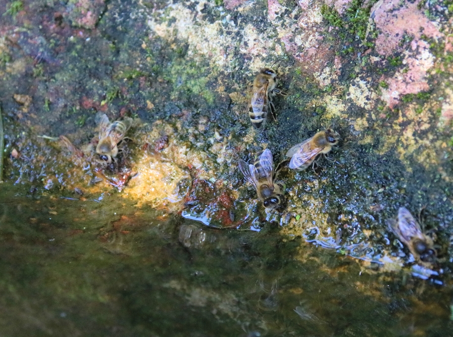 Abeilles européennes  Apis Mellifera 21 Mai 2022.JPG