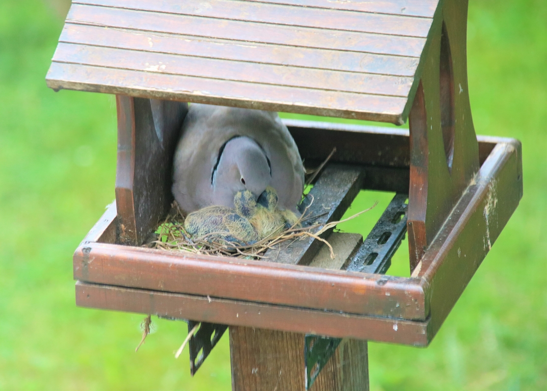 Eclosions oisillons Tourterelle turque 25 Mai 2022 (1)-crop.JPG